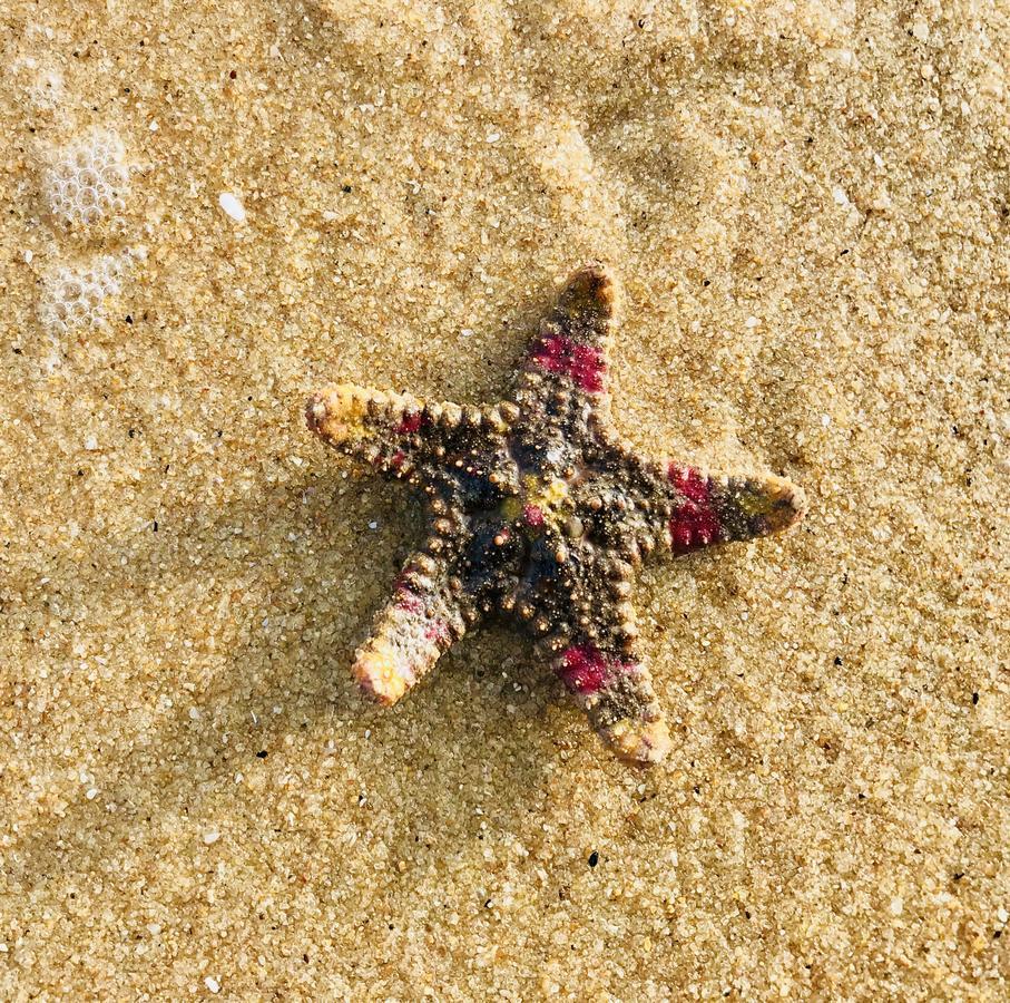 Starfish Beach Bungalows آروغام المظهر الخارجي الصورة