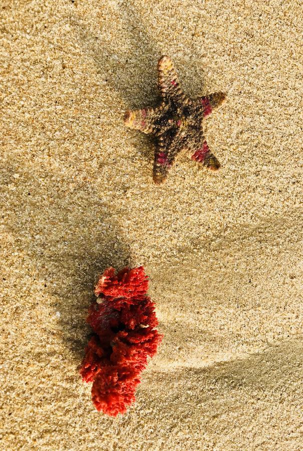 Starfish Beach Bungalows آروغام المظهر الخارجي الصورة